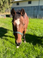 Jonathon, a bay pony